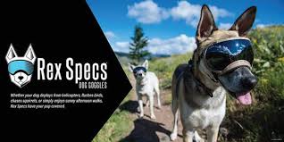 Eye Protection For Dogs Its Not Just About The Sun