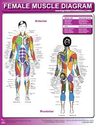 Chest muscles anatomy for bodybuilders. Chest Muscle Anatomy Female Anatomy Drawing Diagram