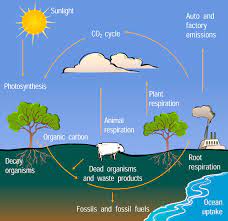 carbon cycle diagram center for