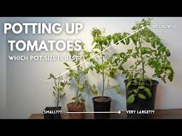 The Best Pot Size For Growing Tomatoes