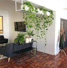 plant decor indoor