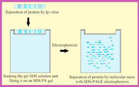 two dimensional gel electropsis