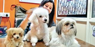 See more of spaws pet grooming & accessories on facebook. Here Is A List Of Places In Hyderabad To Pamper Your Furry Friend The New Indian Express