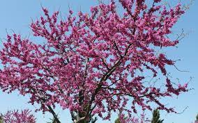 They are usually displayed beneath large oaks both the post oak and the blackjack oak are the major trees of the cross timbers area in texas and oklahoma. A Master Arborist S Top 10 Ornamental Trees Part 2