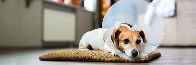 You know your dog, so always keep an eye out for changes in their behavior. Caring For Your Pet After Surgery Greencross Vets