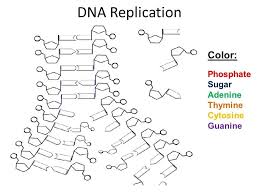 Students must answer questions about. Coloring Dna Worksheet Answers Worksheets Are A Very Important Portion Of Researching English In 2021 Color Worksheets Dna Replication Free Printable Coloring Pages