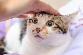 There are times when cats will do things that leave us guessing. What Causes Cat Head Pressing Dog And Cat Pet
