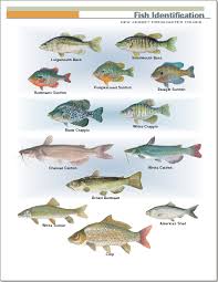 Nj Fish Size Chart How Different Shark Species Measure