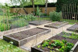grow tomatoes in raised beds