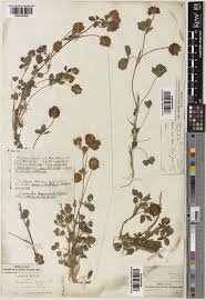 Trifolium physodes Steven ex M.Bieb. | Plants of the World Online ...