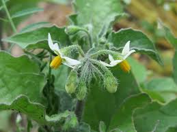 Solanum nigrum - Wikipedia