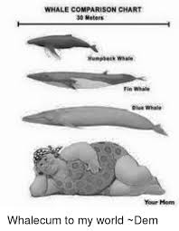 Whale Comparison Chart 30 Meters Humpback Whale Fin Whata