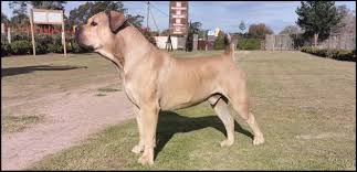 Male and female purebred boerboel pups for sale. Boerboel Wikiwand