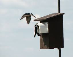 Nest Boxes For Tree Swallows You Can