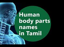 Here are some body parts names. Basic Level Part 7 Tamil Pronunciation Of The Human Body Parts Youtube