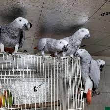 African Grey Parrots Lovers, 49% OFF