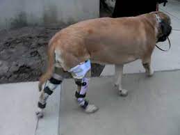 dog knee brace wow aoc pet you