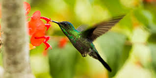 The Best Plants To Attract Hummingbirds