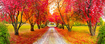 Image result for Autumn