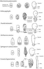 Exoscopic Sporophyte Embryo Development Of Representative