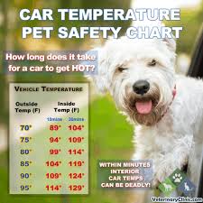 Car Temperature Pet Safety Chart How Long Does It Take For A