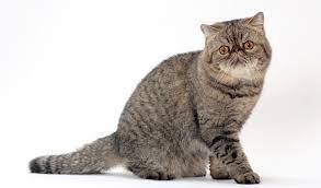 Do you follow a great account on instagram. Exotic Shorthair Cat Breed Information
