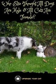 Names of males, females, babies, and groups of animals what are the males, females, babies, and groups of animals called? Who Else Thought All Dogs Are Male All Cats Are Female Upgrade Your Cat
