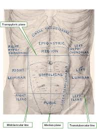 The abdomen is separated anatomically. Abdominal Regions