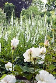 best white flower plants planting a