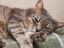 By an expert cat behaviorist. How To Handle Head Pressing In Cats Why Do Cats Press Their Head Petmd