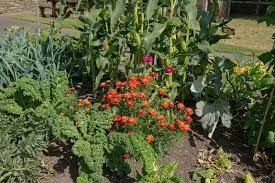Benefits Of Companion Planting And How