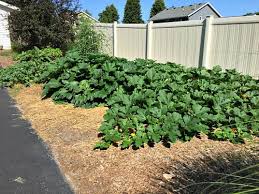 Keep Weeds Out Of Our Garden