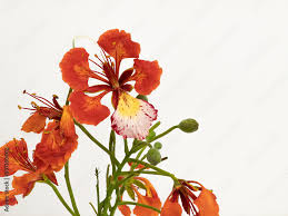 delonix regia flowers isolated