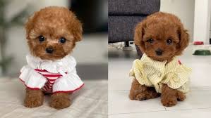toy poodle 16 amazing things about