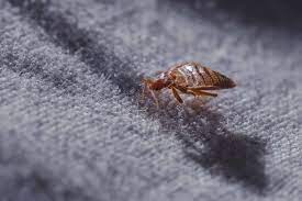 does bed bugs spread and how to