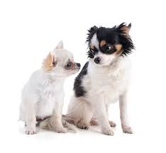 two chihuahua puppy with long hair