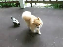 Dog fighting gif find share on giphy. Skunk Baby Skunk Perrito Gif On Gifer By Bandigas
