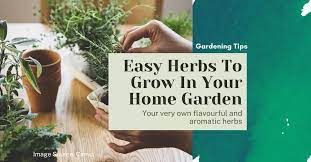Easy Herbs To Grow In Your Home Garden