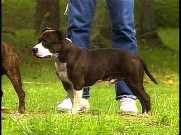 The akc classified these two as varieties of the same breed until 1991. Staffordshire Bull Terrier Akc Dog Breed Series Youtube