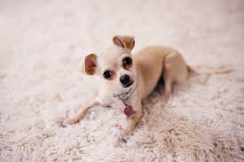 carpet treatments for pet stains that