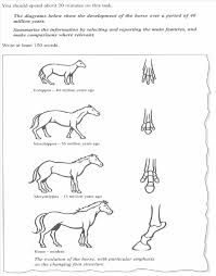 Horse Evolution Diagram Wiring Diagrams