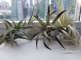 Carefully selecting and positioning the right air purifying plants in your home can ultimately make your house a healthier, detoxified place to relax. Complete Guide To Air Plants Tillandsia Our House Plants