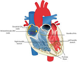cardiac contraction patterns