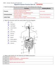 In this gizmo, students can assemble models of the digestive system from organs like the mouth, stomach, and colon. The Human Digestive System Worksheet Answer Key Nidecmege