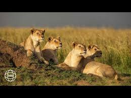 228 likes · 379 talking about this. Big 5 Safari Asilia Africa Asilia Africa