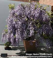 Plant wisteria blue moon in slightly acidic soil with a ph of 6.0 to 7.0. Types Of Wisteria Plants Trees And Vines With Flower Pictures