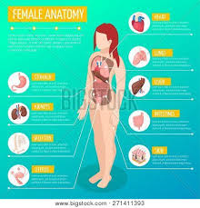 Affordable and search from millions of royalty free images, photos and vectors. Woman Anatomy Vector Photo Free Trial Bigstock