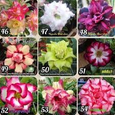 Bunga kamboja merupakan salah satu jenis tanaman yang tahan di segala kondisi. Terjual Bunga Kamboja Jepang Warna Warni 085778990781 Kaskus