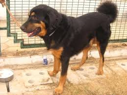 indian breeds of dog list with pictures