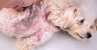 yeast infections in dogs and cats